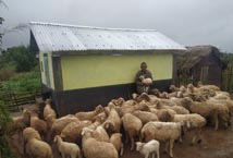 Goat Shed at Nongkynjang VEC, Nongstoin C&RD, West Khasi Hills, FY 2018-19, Total Exdpenditure: Rs. 50,000
