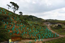 Intensive Afforestation at Weiloi VEC, Mawsynram C&RD, East Khasi Hills, FY 2019-20, Total Exdpenditure: Rs. 96,706
